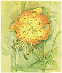 Turk's Cap Lily / Лилия кудреватая