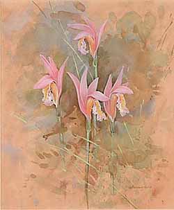 Wild Pink Orchid / Дикая розовая орхидея