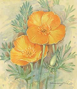 California Poppy / Эшшольция калифорнийская