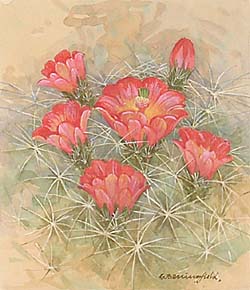 Claret Cup Cactus / Эхиноцереус