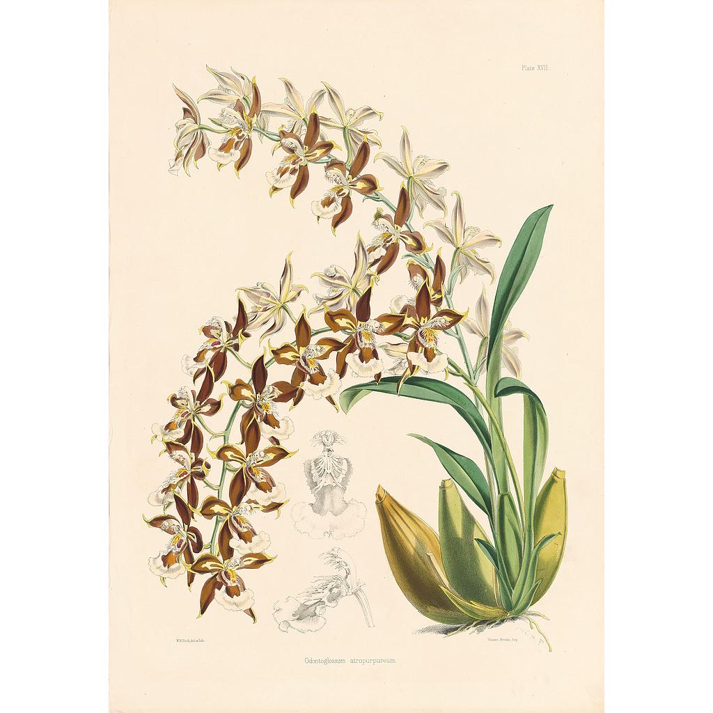 Odontoglossum atropurpureum