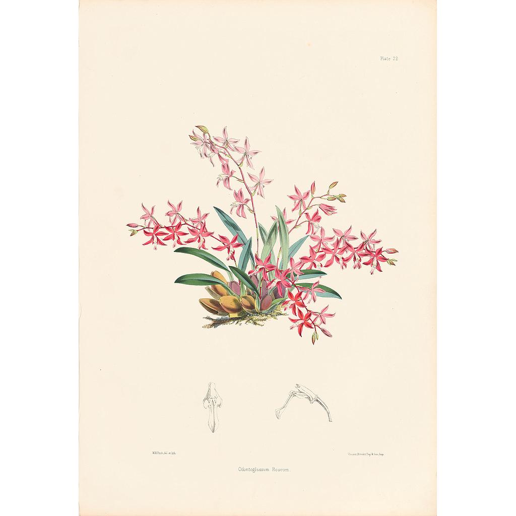Odontoglossum Roseum
