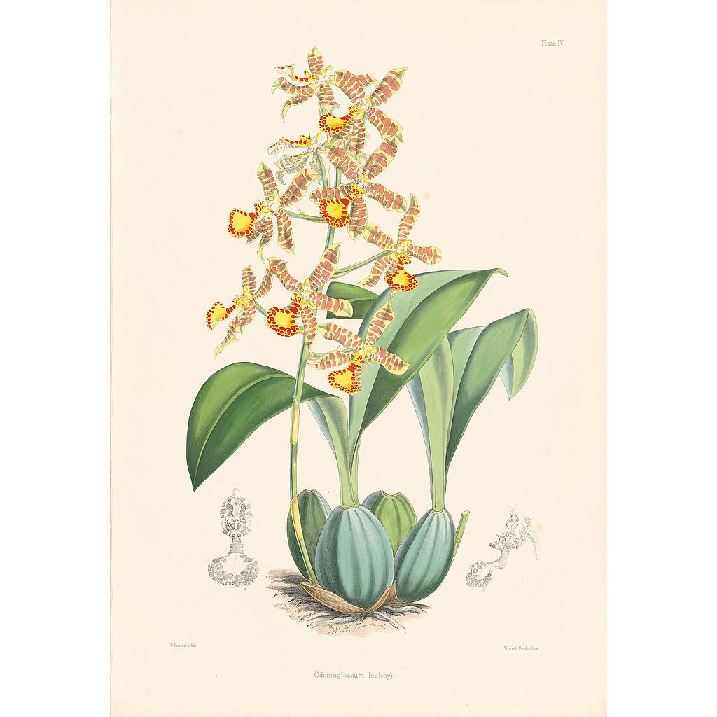 Odontoglossum Insleayii