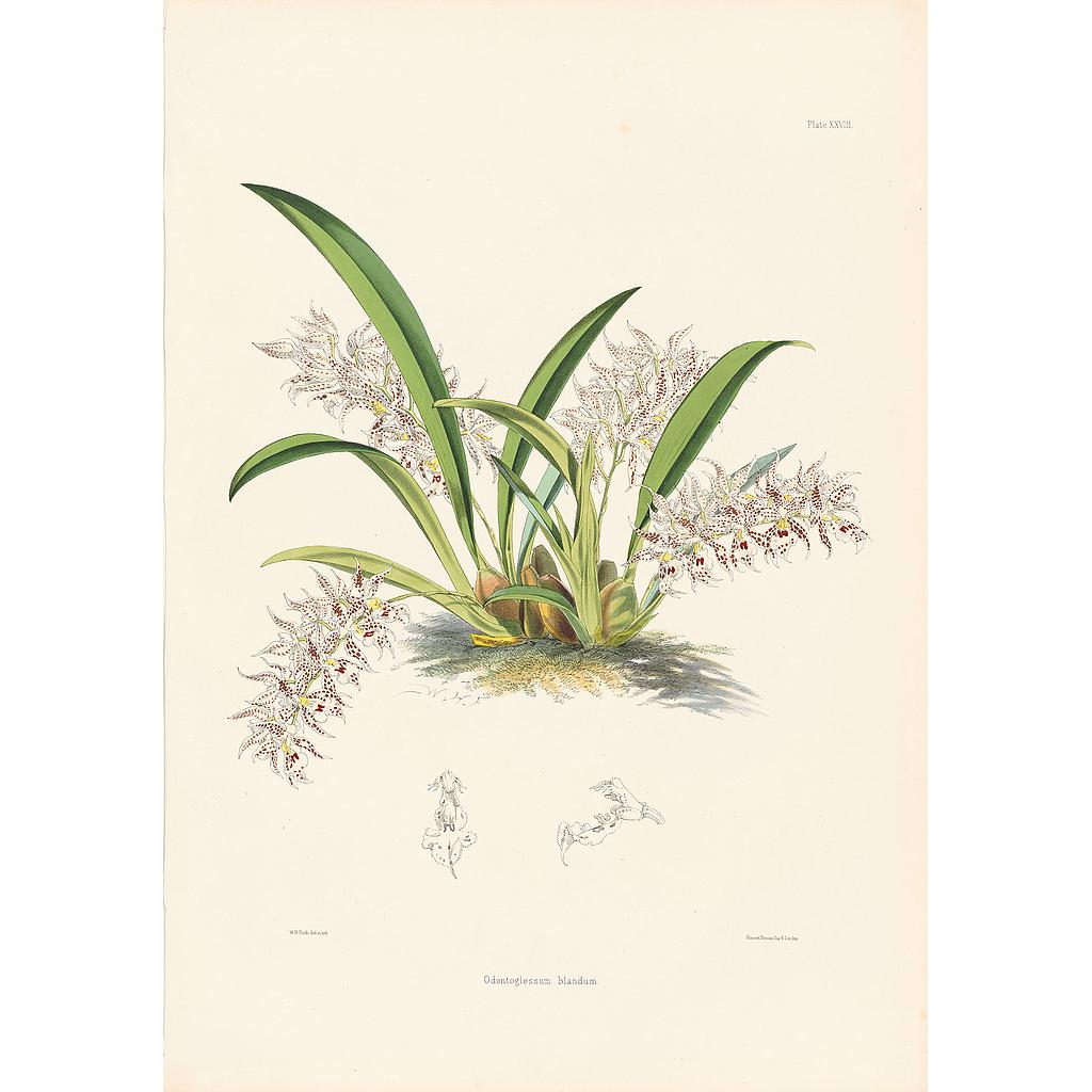 Odontoglossum blandum