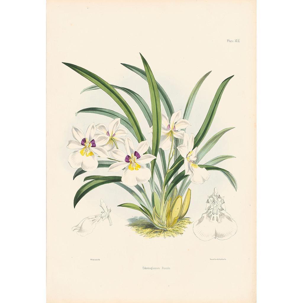 Odontoglossum Roezlii