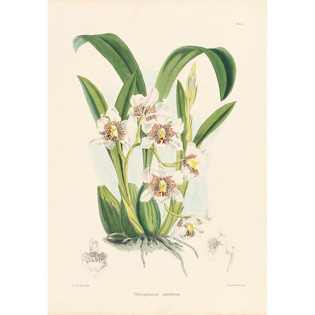 Odontoglossum Nebulosum