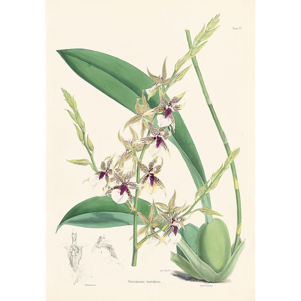 Odontoglossum hastilabium