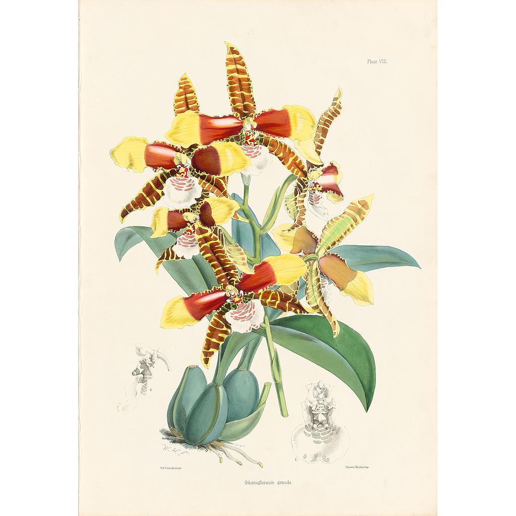 Odontoglossum grande