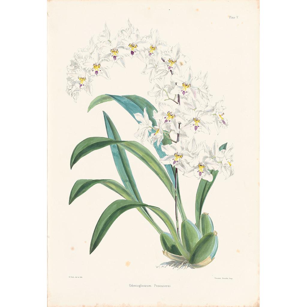 Odontoglossum Pescatorei