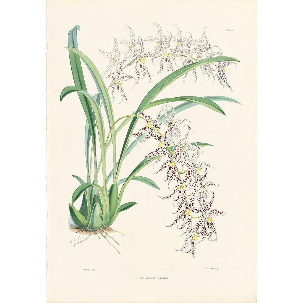 Odontoglossum naevium