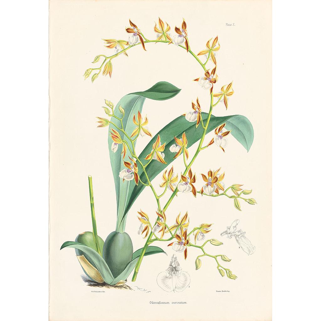 Odontoglossum carinatum
