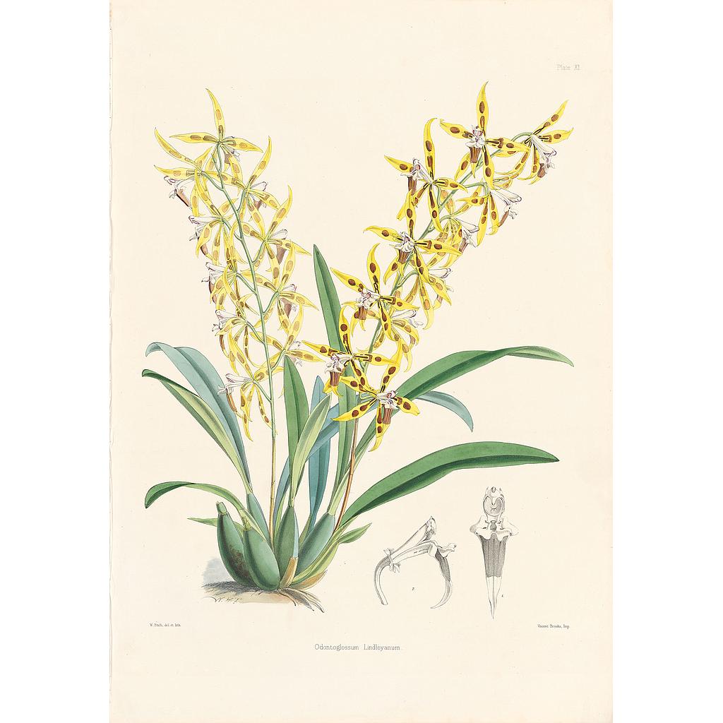 Odontoglossum Lindleyanum