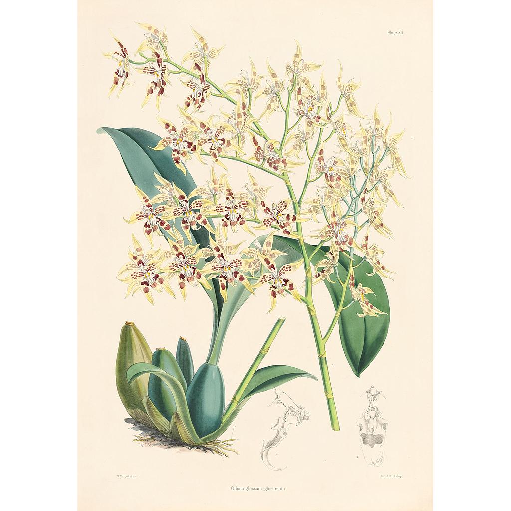 Odontoglossum gloriosum