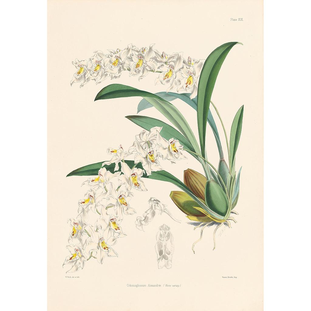 Odontoglossum Alexandrae