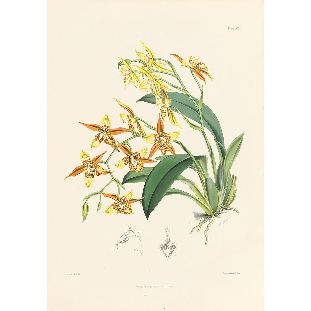 Odontoglossum maculatum