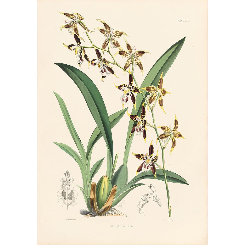 Odontoglossum Hallii