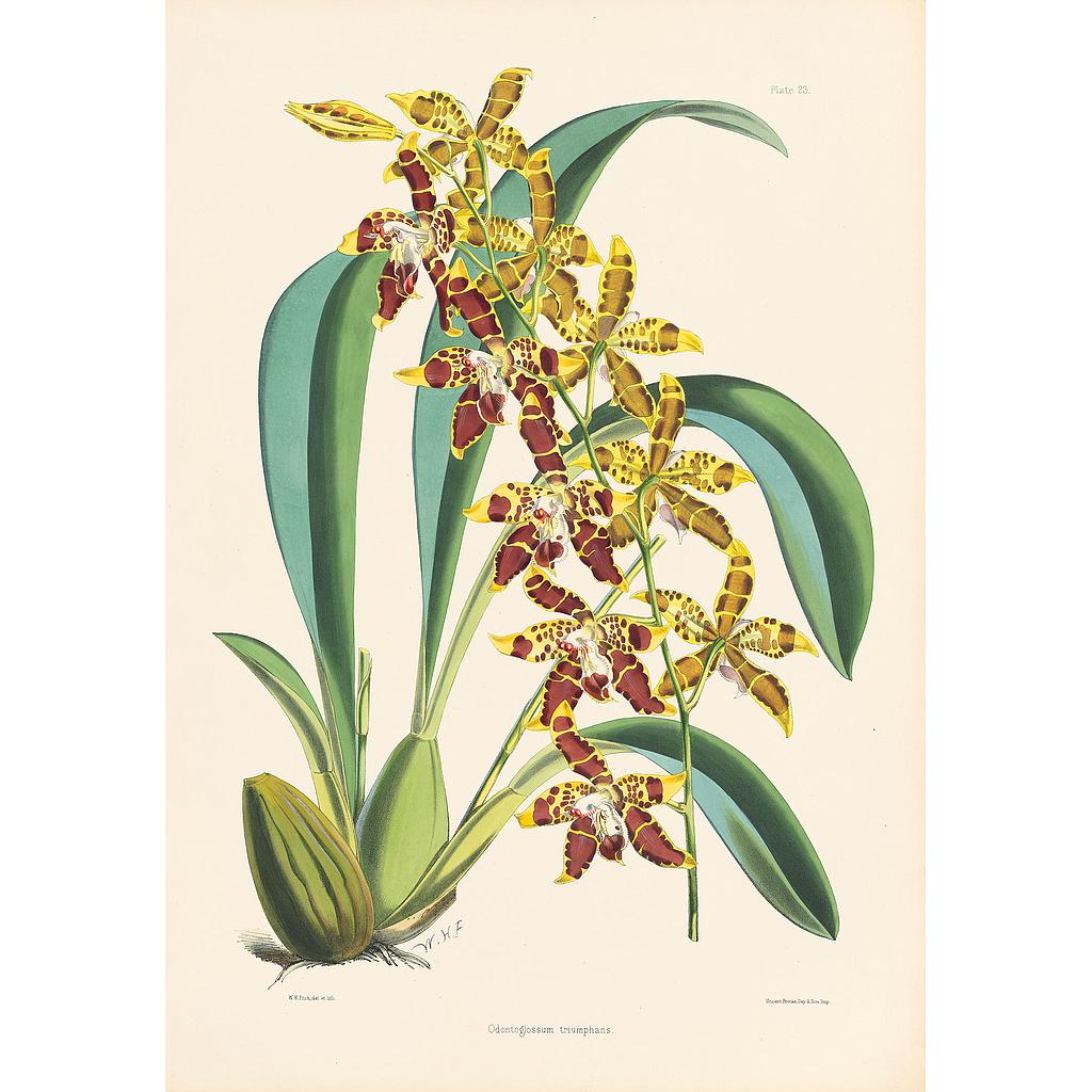 Odontoglossum triumphans