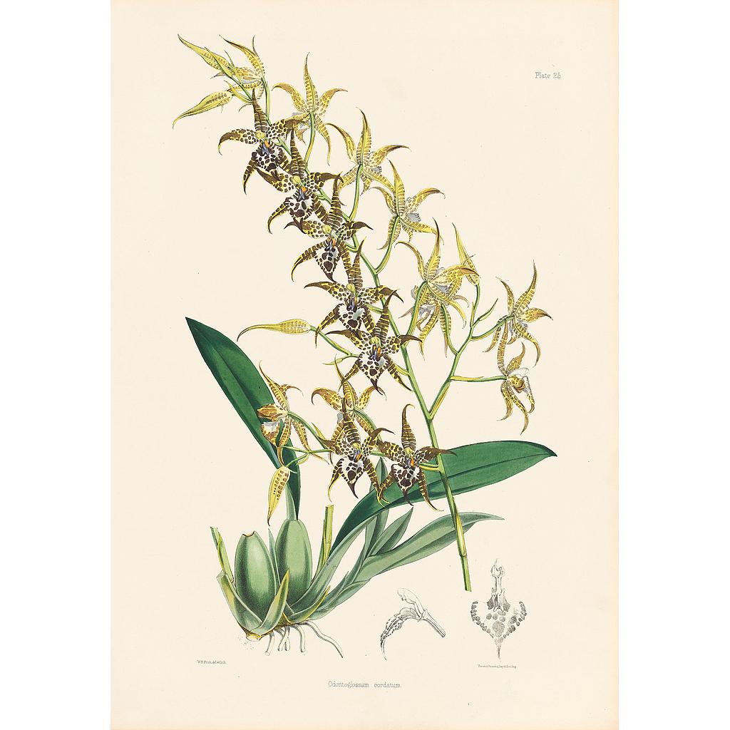 Odontoglossum cordatum