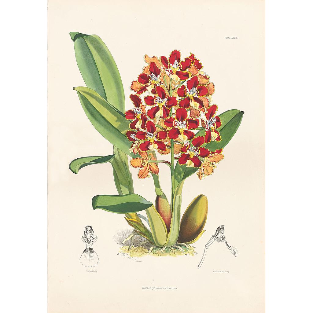 Odontoglossum coronarium