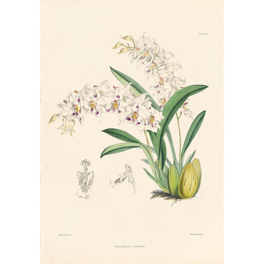 Odontoglossum Alexandrae