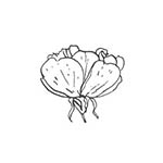 peony