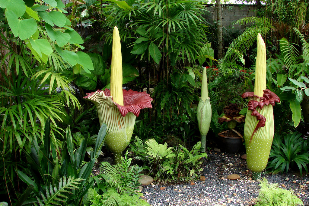 Титан Арум (Titan arum)