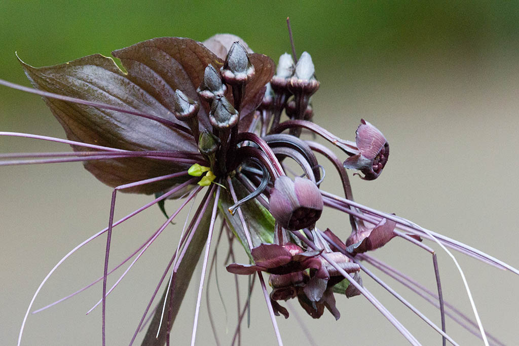 Такка Шантрье (Tacca chantrieri)