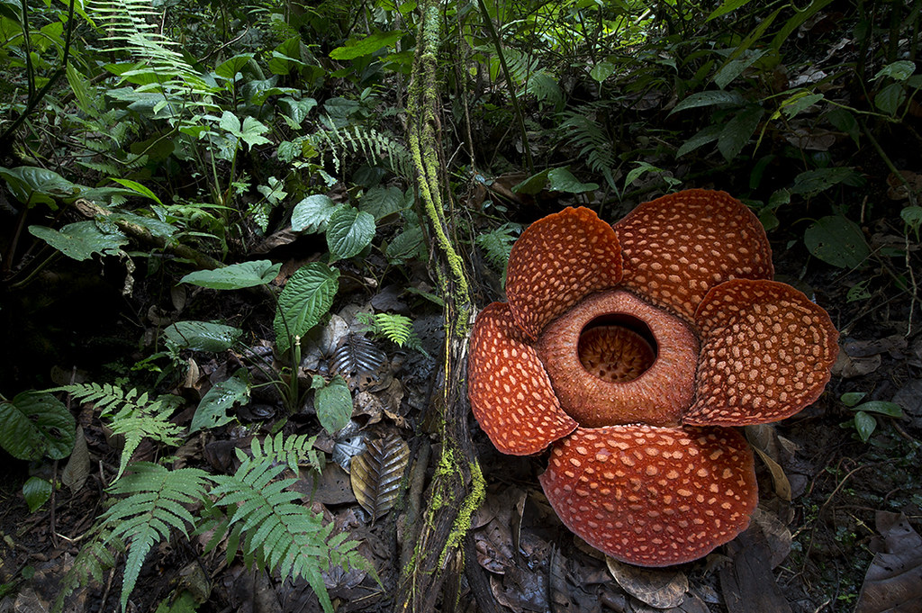 Раффлезия Арнольда (Rafflesia arnoldii)