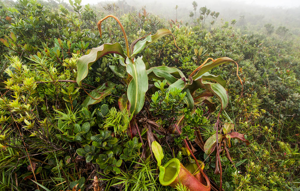 Непентес Аттенборо (Nepenthes attenboroughii)