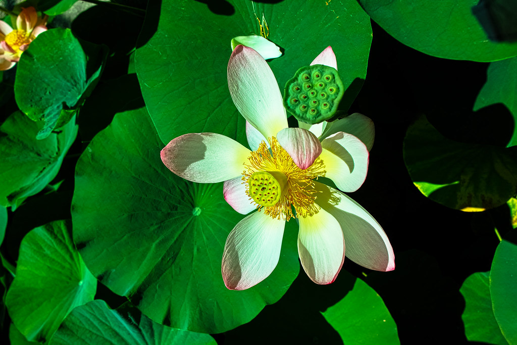 Лотос орехоносный (Nelumbo nucifera)