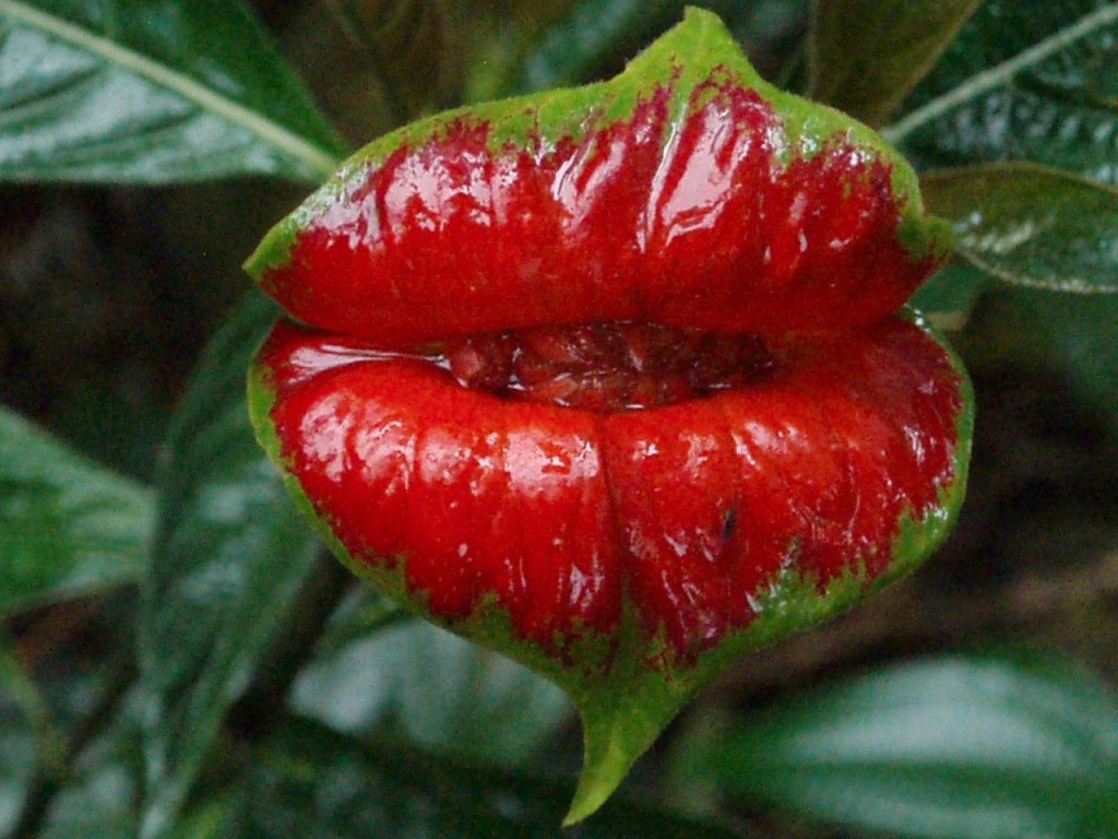 губы Хукера (Psychotria Elata)