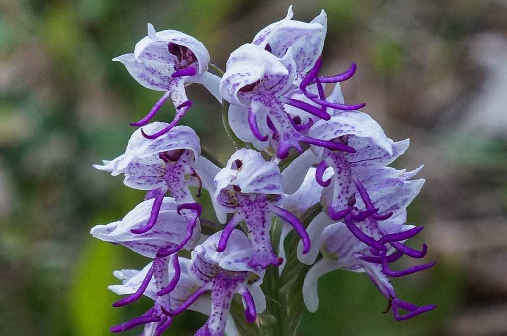 Яртышник обезьяний (Orchis simia)