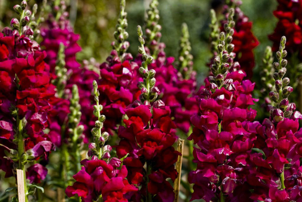 Львиный зев (Antirrhinum majus)