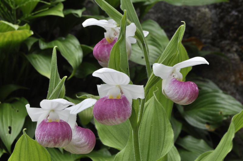 Pink and white lady's slipper