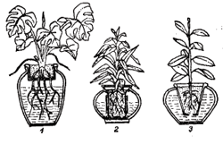 Сосуды для гидропонного выращивания цветов
