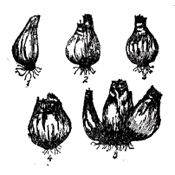 Форма луковиц нарцисса