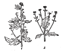 Удаление боковых бутонов: 1 - крупноцветковой хризантемы; 2 - мелкоцветковой хризантемы.